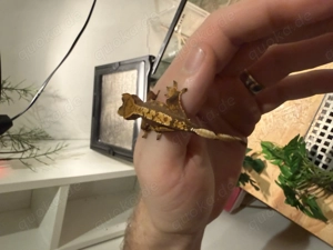 Kronengecko Baby 0.0.1