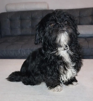 Shih tzu Madchen kann gleich ausziehen