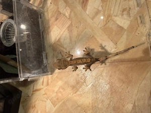 Kronengecko Baby 0.0.1