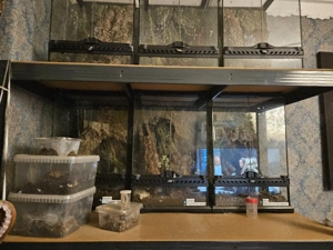 Vogelspinnen inkl Terras Großverkauf 