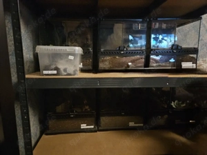 Vogelspinnen inkl Terras Großverkauf  Bild 3