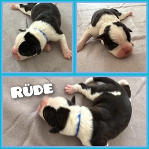 OEB-Boxer-Mix-Welpen