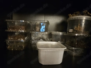 Vogelspinnen inkl Terras Großverkauf  Bild 2