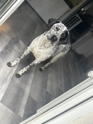 Herzenshund Bobby sucht seine Herzensmenschen