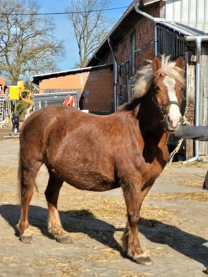 Schwarzwälder Kaltblut,  Stute 