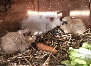 Meerschweinchen Lunkarya Babys