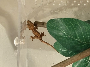 Kronengecko Baby 0.0.1