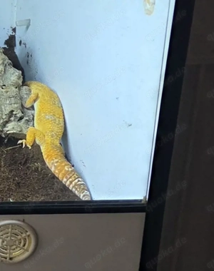 Leopardgecko Männchen 1,5 jahre 