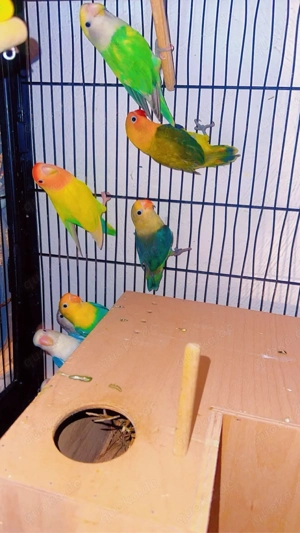 Agaporniden zu verkaufen