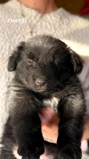 Süße Welpen Abzugeben