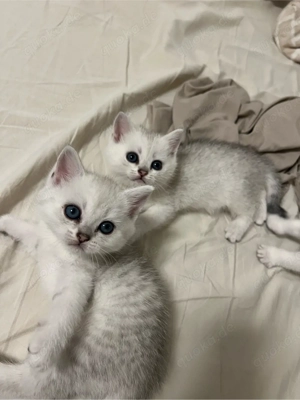 Reinrassige BKH Silver Shaded Kitten suchen ein liebevolles zuhause Bild 9