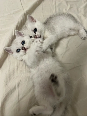 Reinrassige BKH Silver Shaded Kitten suchen ein liebevolles zuhause