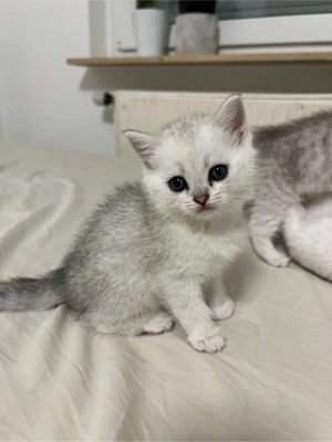 Reinrassige BKH Silver Shaded Kitten suchen ein liebevolles zuhause