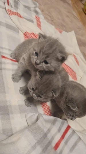 Britische Kurzhaar Baby Katzen