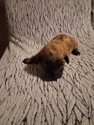 Maltipoo-Welpen Mitte April abzugeben,gescheckt,apricot und braun