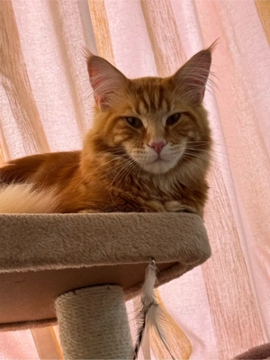 maine coon deckkater Bild 2