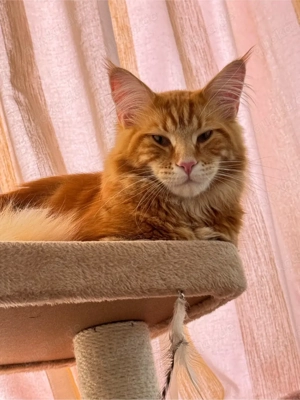 maine coon deckkater Bild 3
