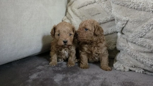  Zauberhafte Yokipoo Welpen   2 Mädels in Apricot 