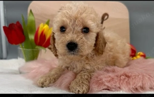 xxs toy pudel welpen apricot rot 