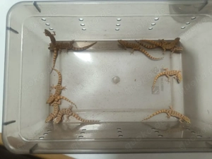 Tropiocolotes Steudneri Gruppe