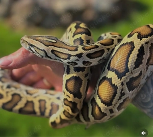 0.1 Halbzwerg Tigerpython Het Green