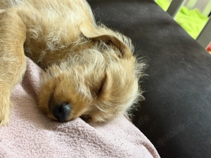 Deutscher Jagdhund   Cocker Spaniel Mischlingswelpe sucht liebevolle Familie