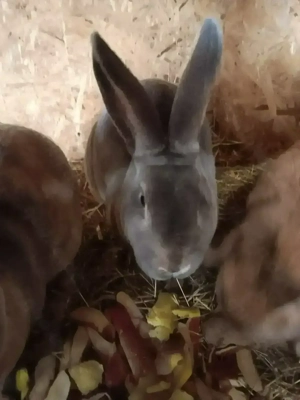 Gebe süsse häsin ab blaugrau