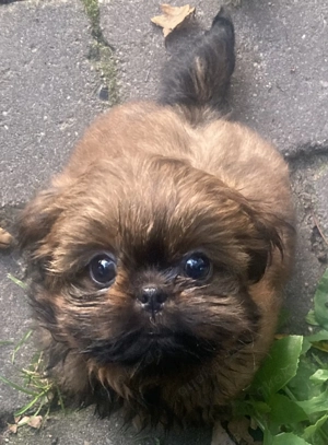 Zuckersüße Shih Tzu-Hündin sucht Familie 