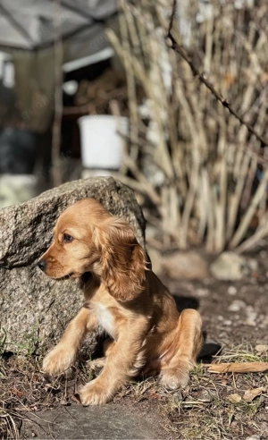 Cocker Spaniel Welpe (Rüde)