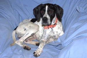 Agathi - 1 Jahr - Pointer - Tierhilfe Franken e.V.