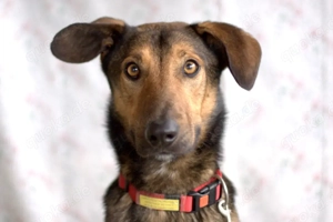 Aris - 3 Jahre - Mix - Tierhilfe Franken e.V.