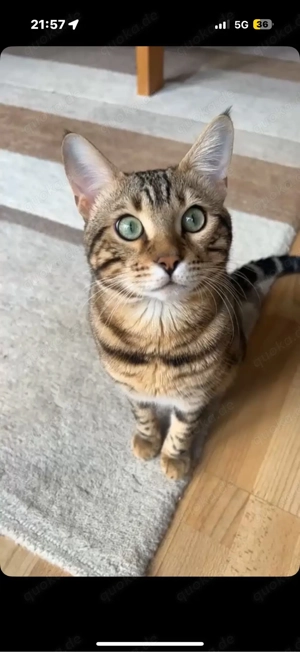 Bengal Kater 