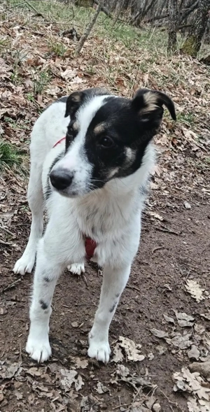 Parson Jack Russel Mix Dara, Traumhund
