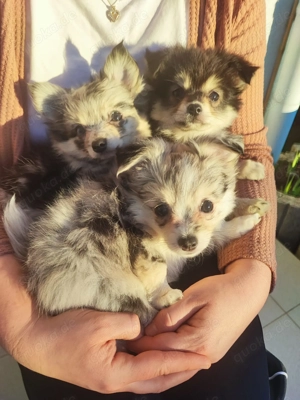 Pomchi-Welpen in Merle-Färbung  Bild 3