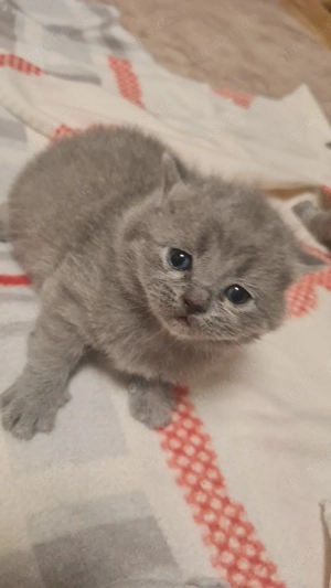 Britische Kurzhaar Baby Katzen Mädchen 