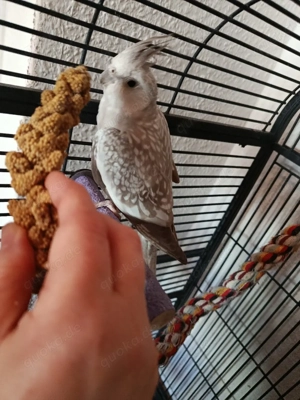 Gesucht wird 1 Männlicher Nymphensittich