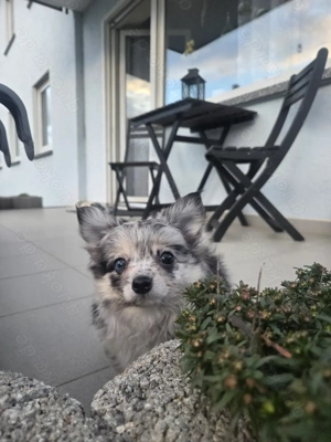 Pomchi-Welpen in Merle-Färbung  Bild 2