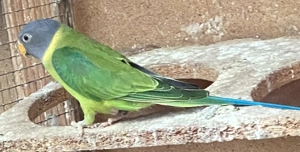 Pflaumenkopfsittiche