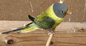 Pflaumenkopfsittiche Bild 4