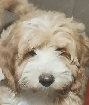 Goldendoodle mini Rüde