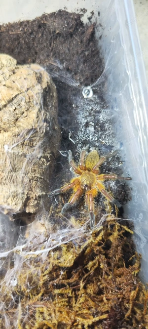 Lasiodora.Brachypelma.Harpactira.Kochiana