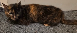 katze schweren herzen abzugeben 