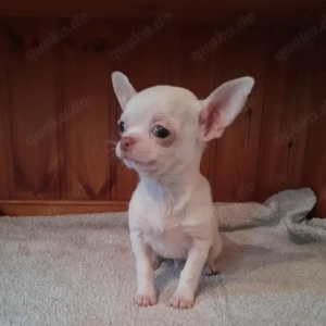    Bezaubernde Chihuahua-Welpen suchen ein liebevolles Zuhause 