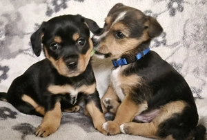 Wunderschöne kleinbleibende Mix Welpen