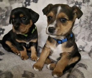 Wunderschöne kleinbleibende Welpen mix