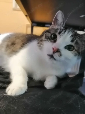 Kali und Elfi suchen ihr Zuhause # Tierschutz 