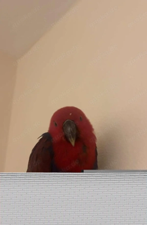 Edelpapagei (rot), ca. 10 Monate, sehr zahm mit voliere , tausch möglich  Bild 3