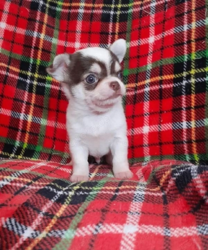 Adorables chiots Chihuahua pr ts   rejoindre des familles aimantes