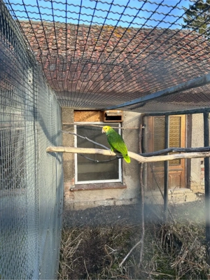 Doppelgelbkopfamazone