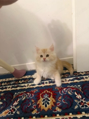 Liebevolle Zuhause für 3 (webliche) norwegische Waldkatzen gesucht   